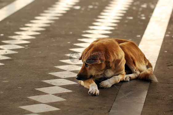 无家可归和饥饿的狗被遗弃在街上朋友动物猫咪家庭小狗宠物好奇心街道哺乳动物孤独图片