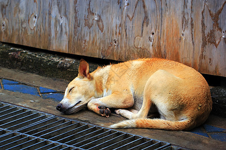 狗狗睡在街上图片