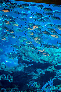 珊瑚礁上的水族馆热带鱼类海绵荒野居住环礁架子野生动物生活潜水海洋呼吸管图片