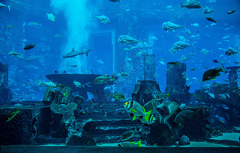 鱼 珊瑚礁上的水族馆热带鱼类花园浅滩鲨鱼生活潜水太阳光荒野殖民地学校息肉图片