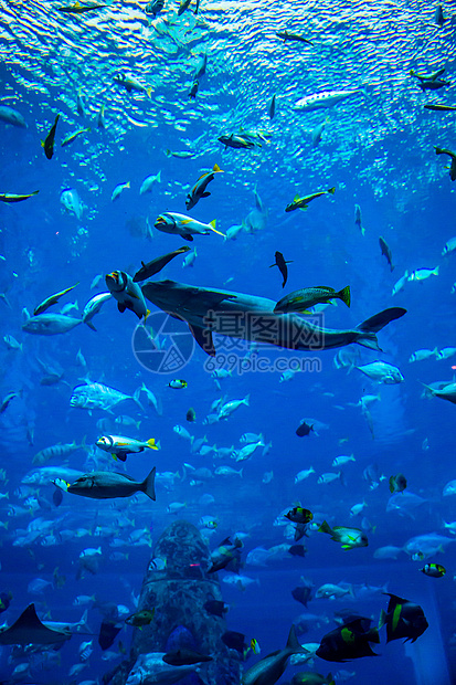 珊瑚礁上的水族馆热带鱼类生活荒野珊瑚鲨鱼学校呼吸管购物中心海洋浅滩潜水图片