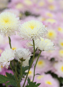 菊花花花瓣花朵雏菊季节叶子花园植物群花束浪漫植物学图片