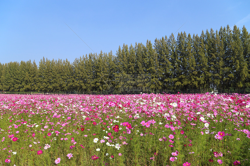 田野中美丽的宇宙花朵蓝色植物紫色农场植物群植物学荒野旅行热带庆典图片