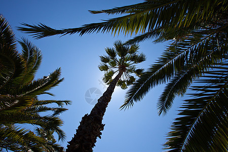 热带树木植物植物学假期气候晴天生长蓝色树叶天堂植物群图片