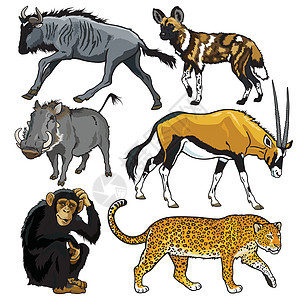 与非洲动物组装的图片