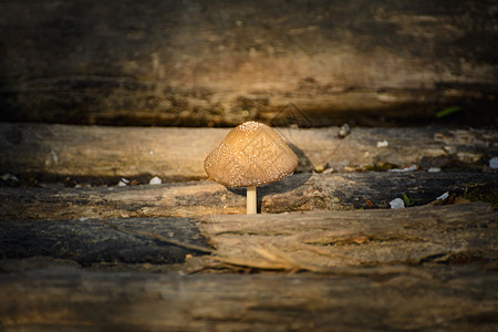 蘑菇木头日志毒蘑菇毒菌木材植物背景图片