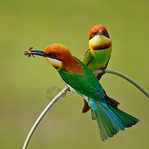 栗子头食蜜蜂者环境野生动物动物羽毛动物群热带橙子公园荒野图片