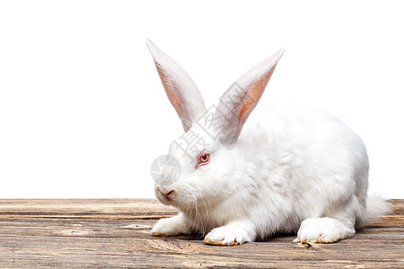 白兔子哺乳动物白色红褐色说谎红眼睛动物图片