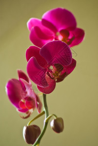 紫兰花花兰花花朵宏观镜头特写植物群植物背景图片