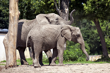 两头大象哺乳动物动物群动物灰色野生动物植物群植被栖息地木头男性图片
