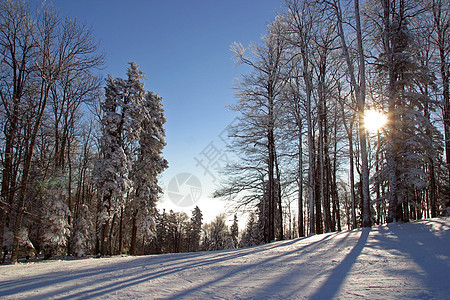下雪下的冬季风景树晴天针叶美丽滑雪者寒冷阴影气候蓝色阳光假期图片