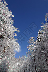 下雪下的冬季风景树阴影阳光气候针叶荒野寒冷场景滑雪蓝色运动图片
