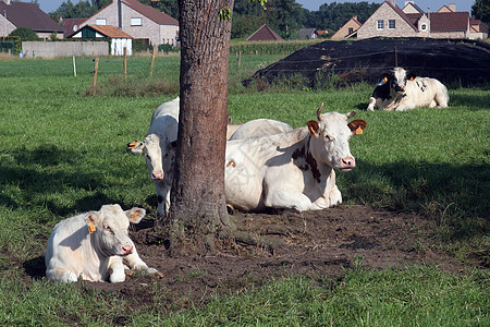 在景色夏地放牧的牛群牧场国家绿色植物乡村农场哺乳动物奶牛农业草地反刍动物图片
