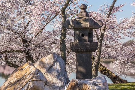 华盛顿花朵的日本绿灯侠图片