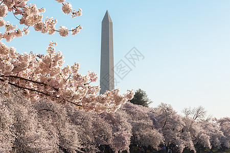 华盛顿古迹塔花上方盆地枝条阳光花朵天空节日直流电粉色晴天白色图片