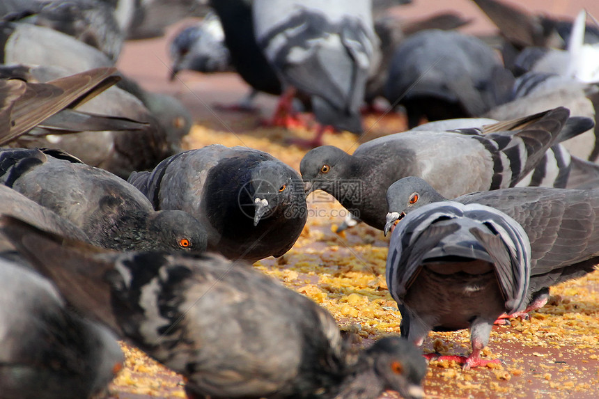 鸽子行动精神自由动物宠物象征翅膀野外动物羽毛鸟群图片