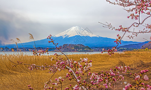 藤藤山火山天空旅游公吨节日樱花阳光植物观光日落图片