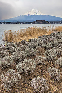 藤藤山樱花冰镇节日天空公吨火山日落旅游植物观光图片