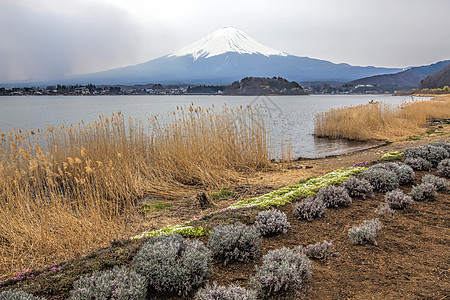 藤藤山阳光节日樱花天空观光日落冰镇公吨旅游植物图片