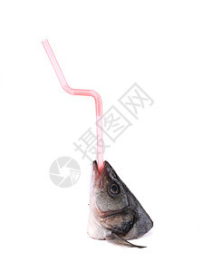 带稻草的海巴斯头蓝色鲈鱼水平粉色眼睛钓鱼食物白色图片