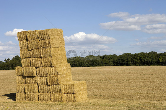 干干草草地晴天天气季节风景太阳农场场地食物牧场图片