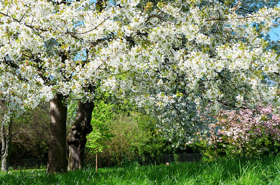 以白花的树木为泉源图片