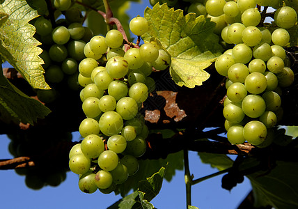 葡萄营养农业季节食物藤蔓葡萄园收成绿色水果图片