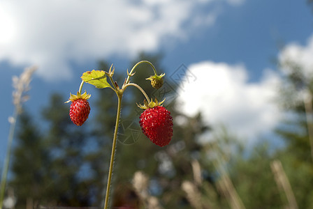 草莓藤蔓甜点生长绿色植物收成叶子红色花园水果图片