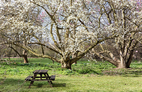 春季公园的视图座位闲暇叶子白色季节玉兰风景园林植物绿色图片