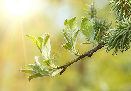 阳光树绿色春季背景枝条植物学季节生长花粉山羊太阳叶子公园阳光背景