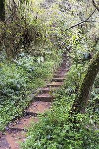 进入森林的楼梯背景图片