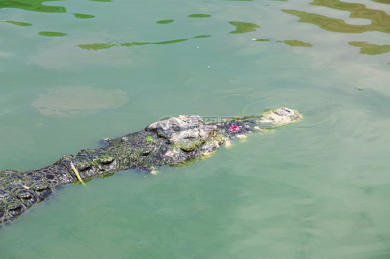 鳄鱼伏击力量旅行食肉荒野鼻子眼睛连体动物园隐藏图片