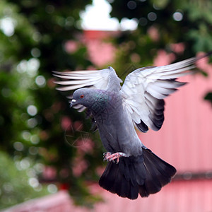 飞鸽野外动物象征翅膀羽毛精神鸟群巢鸟天空自由行动图片
