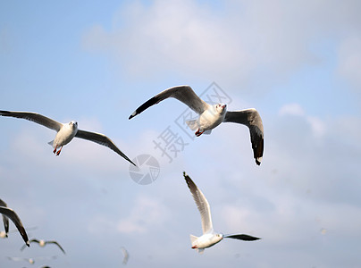 在邦波行动飞行海鸥鸥科野生动物天空空气海岸配种翼尖动物黑色翅膀图片