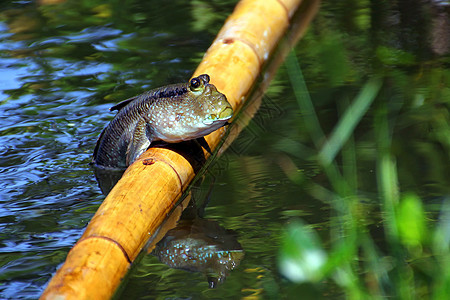 穆德斯基pper两栖荒野红树生活脊椎动物支撑湿地捕食者呼吸野生动物图片