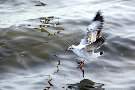海鸥翅膀天空羽毛水鸟鸟群野生动物海岸线自由野外动物海滩图片