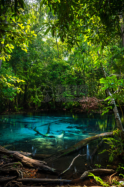 泰国Krabi的翡翠池热带森林海岸水池雨林荒野环境树叶公园图片