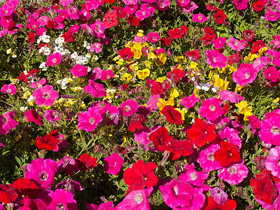 Petunia花花花园 自然植物园图片