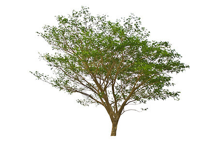 白色背景上的树分隔线绿色植物学木头团体环境生长叶子植物花园森林图片