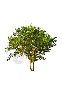 白色背景上的树分隔线植物环境植物学生长绿色多叶团体生态树干木头图片