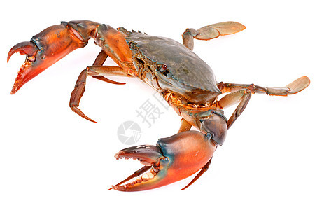 白背景孤立的黑螃蟹餐厅食物市场甲壳锯齿状黑色海鲜生物动物美味图片