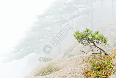 黄山山旅行顶峰风景树木森林美丽石头蓝色山脉遗产图片