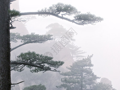 黄山雾树图片