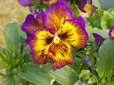 色彩多彩的Pansy Viola三色花朵开花图片
