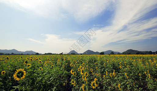 向日向田园太阳农业阳光背景公园花瓣种植花束花卉背景图片