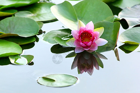 家居场景莲花花花瓣植物学宏观荷叶池塘水生植物热带场景植物花头背景