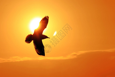 海鸥飞入日落羽毛天空动作海岸线行动宠物野生动物动物鸟类水鸟图片