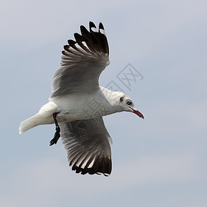 飞行海鸥荒野动物鸟群水鸟翅膀海鸟野生动物白色宠物自由图片