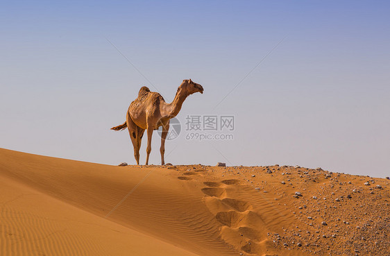 带骆驼的沙漠景观旅行夫妻荒野旅游大篷车地伦动物哺乳动物动物群运输图片