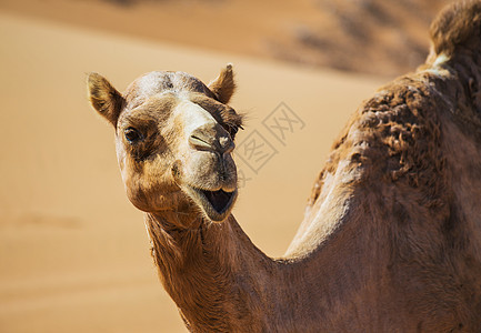 带骆驼的沙漠景观旅行哺乳动物荒野大篷车野生动物运输旅游地伦动物夫妻图片